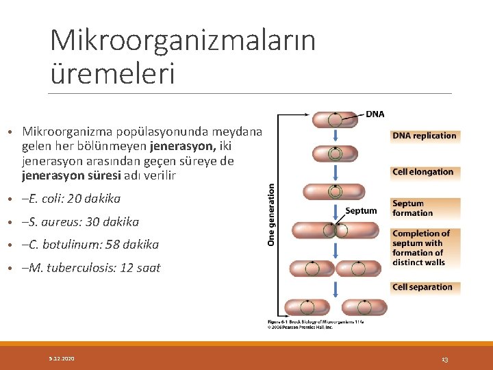 Mikroorganizmaların üremeleri • Mikroorganizma popülasyonunda meydana gelen her bölünmeyen jenerasyon, iki jenerasyon arasından geçen