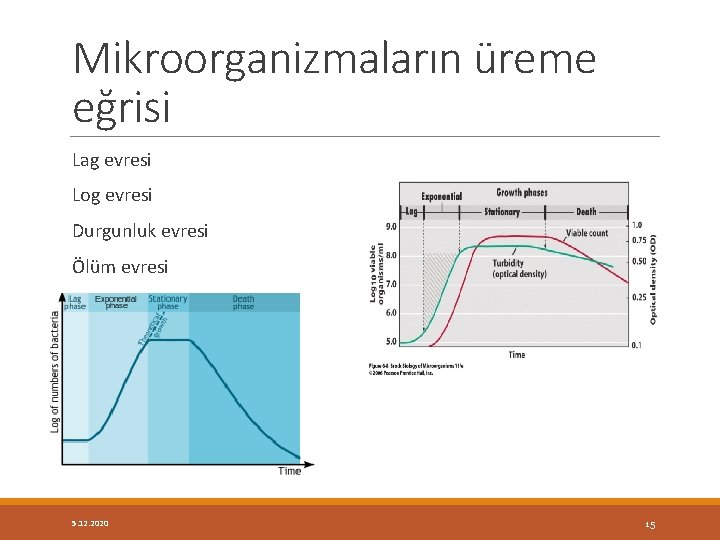 Mikroorganizmaların üreme eğrisi Lag evresi Log evresi Durgunluk evresi Ölüm evresi 5. 12. 2020