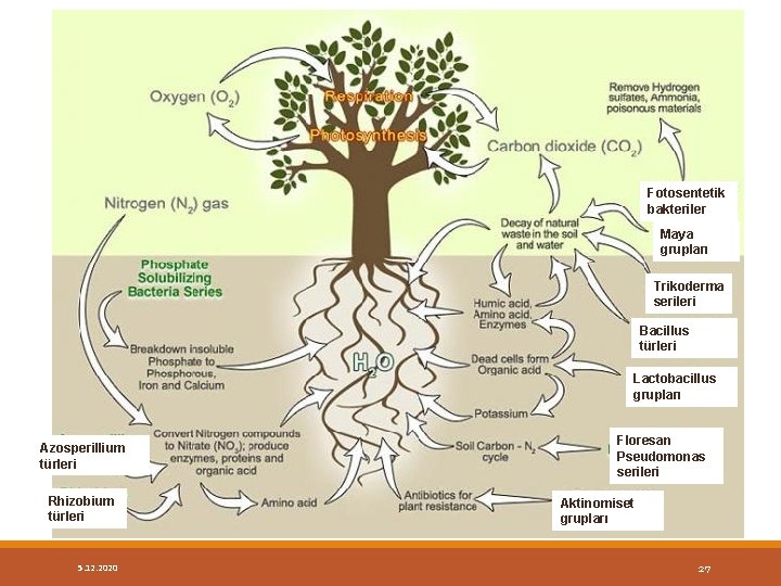 Trikoderma serileri Fotosentetik bakteriler Maya grupları Trikoderma serileri Bacillus türleri Lactobacillus grupları Azosperillium türleri