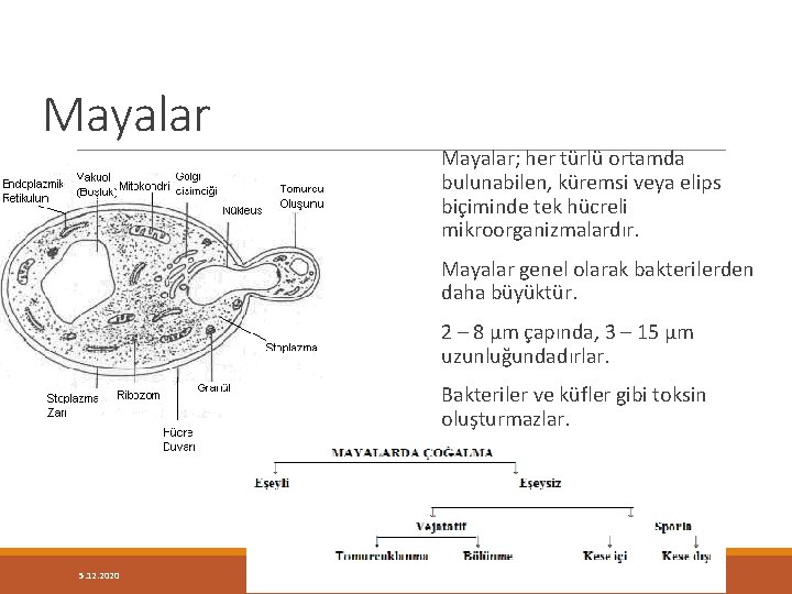 Mayalar Mayalar; her türlü ortamda bulunabilen, küremsi veya elips biçiminde tek hücreli mikroorganizmalardır. Mayalar