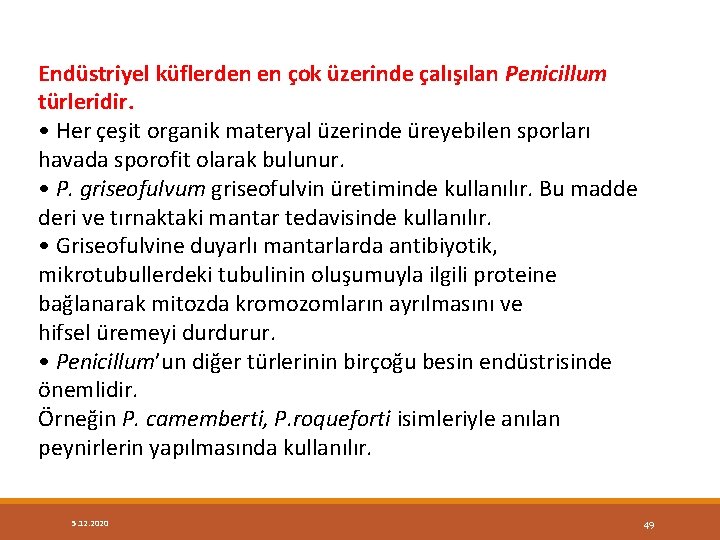 Endüstriyel küflerden en çok üzerinde çalışılan Penicillum türleridir. • Her çeşit organik materyal üzerinde