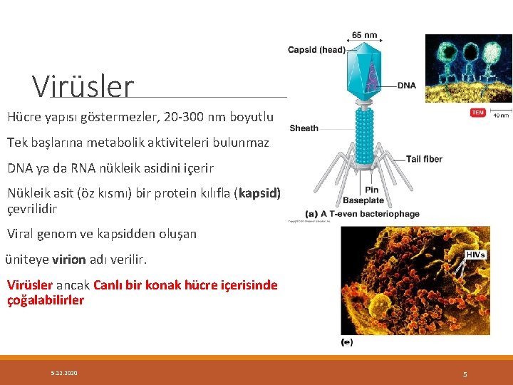 Virüsler Hücre yapısı göstermezler, 20 -300 nm boyutlu Tek başlarına metabolik aktiviteleri bulunmaz DNA