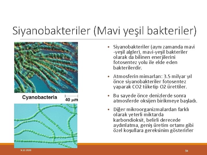 Siyanobakteriler (Mavi yeşil bakteriler) • Siyanobakteriler (aynı zamanda mavi -yeşil algler), mavi-yeşil bakteriler olarak