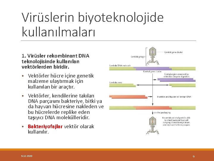 Virüslerin biyoteknolojide kullanılmaları 1. Virüsler rekombinant DNA teknolojisinde kullanılan vektörlerden biridir. • Vektörler hücre