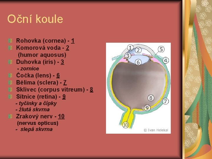 Oční koule Rohovka (cornea) - 1 Komorová voda - 2 (humor aquosus) Duhovka (iris)