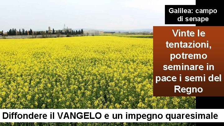 Galilea: campo di senape Vinte le tentazioni, potremo seminare in pace i semi del