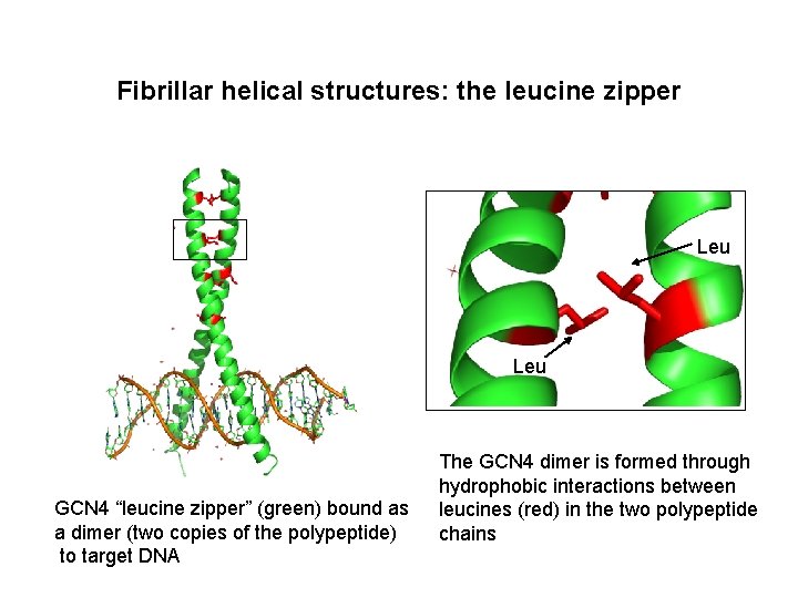 Fibrillar helical structures: the leucine zipper Leu GCN 4 “leucine zipper” (green) bound as