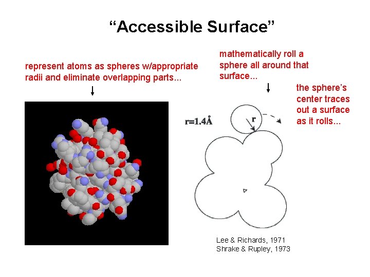 “Accessible Surface” represent atoms as spheres w/appropriate radii and eliminate overlapping parts. . .