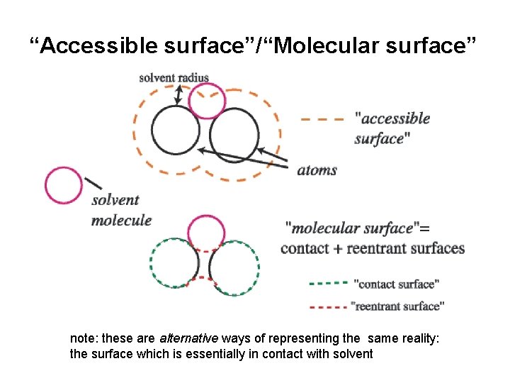 “Accessible surface”/“Molecular surface” note: these are alternative ways of representing the same reality: the