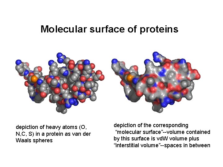 Molecular surface of proteins depiction of heavy atoms (O, N, C, S) in a