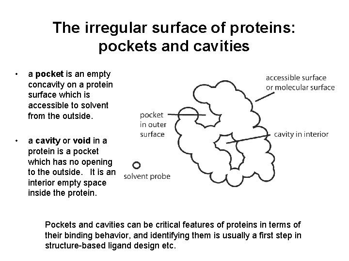 The irregular surface of proteins: pockets and cavities • a pocket is an empty