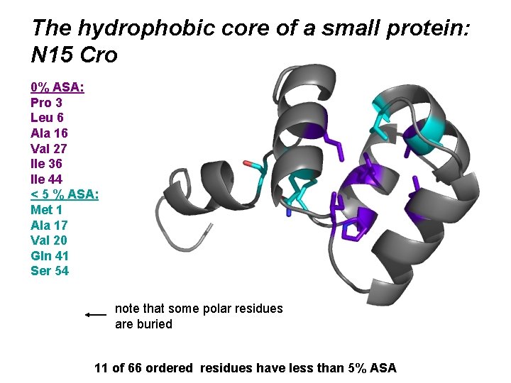 The hydrophobic core of a small protein: N 15 Cro 0% ASA: Pro 3