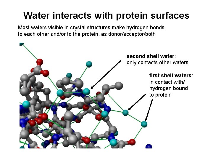 Water interacts with protein surfaces Most waters visible in crystal structures make hydrogen bonds