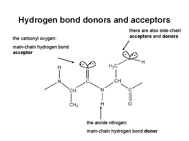 Hydrogen bond donors and acceptors there also side-chain acceptors and donors the carbonyl oxygen: