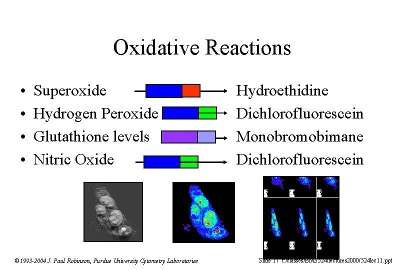Oxidative Reactions • • Superoxide Hydrogen Peroxide Glutathione levels Nitric Oxide © 1993 -2004