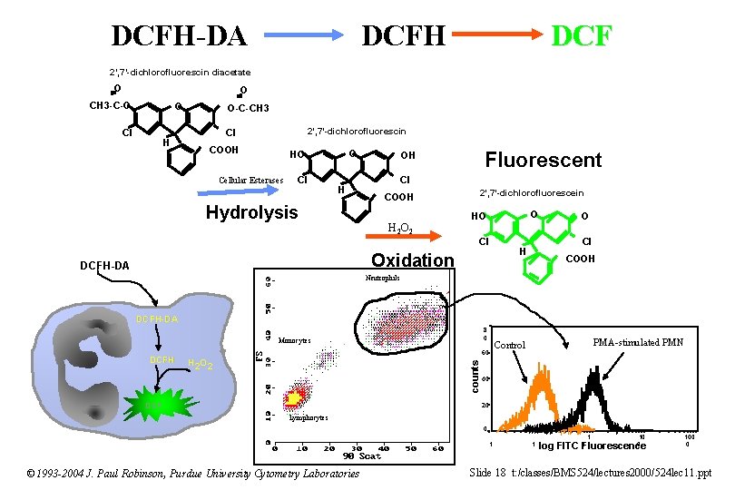 DCFH-DA DCFH DCF 2’, 7’-dichlorofluorescin diacetate O O CH 3 -C-O O Cl H