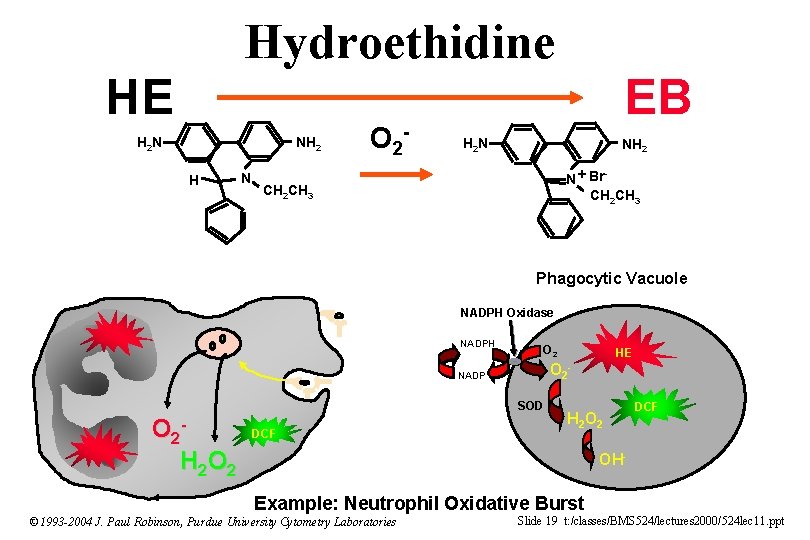 Hydroethidine HE H 2 N NH 2 H N O 2 - EB H