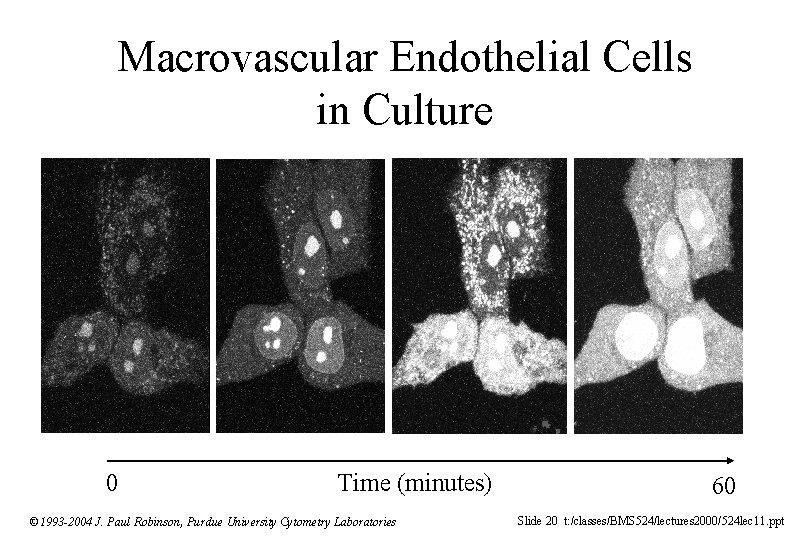 Macrovascular Endothelial Cells in Culture 0 Time (minutes) © 1993 -2004 J. Paul Robinson,
