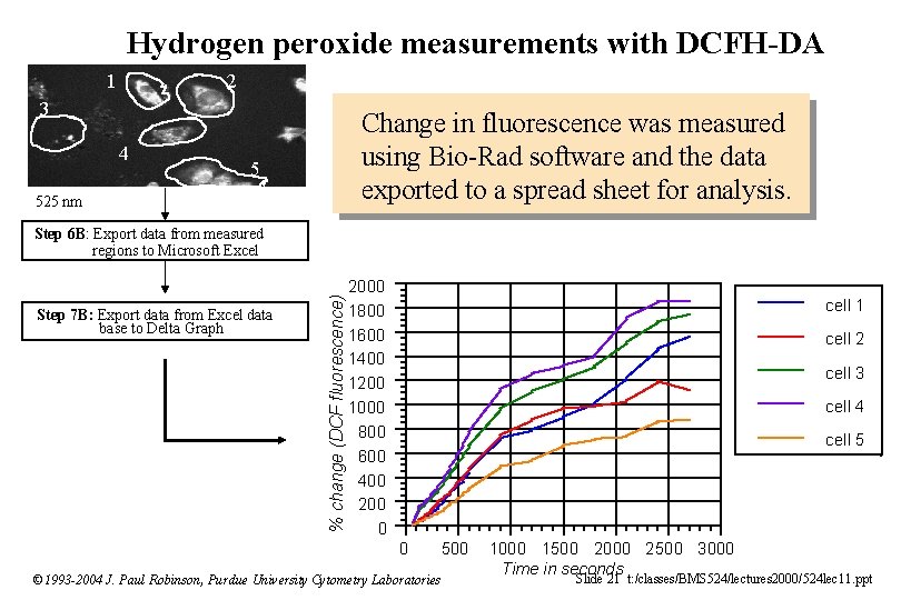 Hydrogen peroxide measurements with DCFH-DA 1 2 3 4 Change in fluorescence was measured