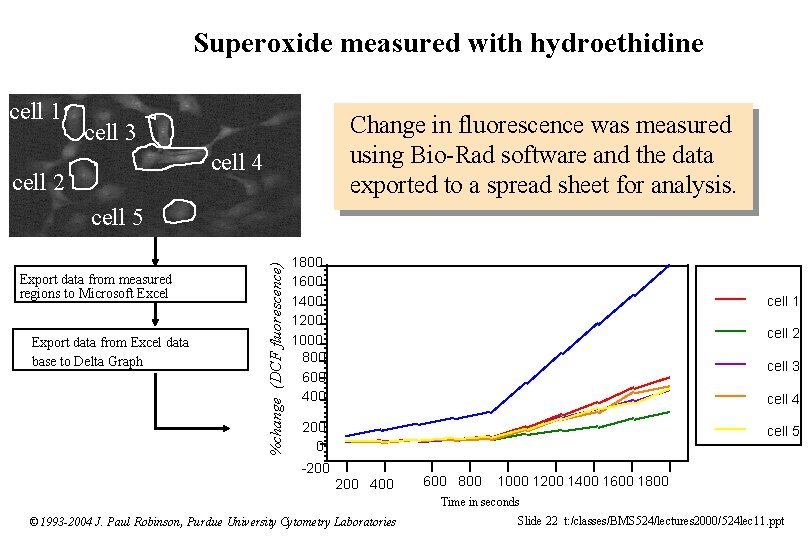 Superoxide measured with hydroethidine cell 1 Change in fluorescence was measured using Bio-Rad software