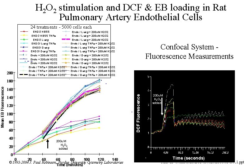 H 2 O 2 stimulation and DCF & EB loading in Rat Pulmonary Artery