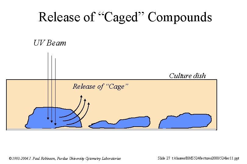Release of “Caged” Compounds UV Beam Culture dish Release of “Cage” © 1993 -2004