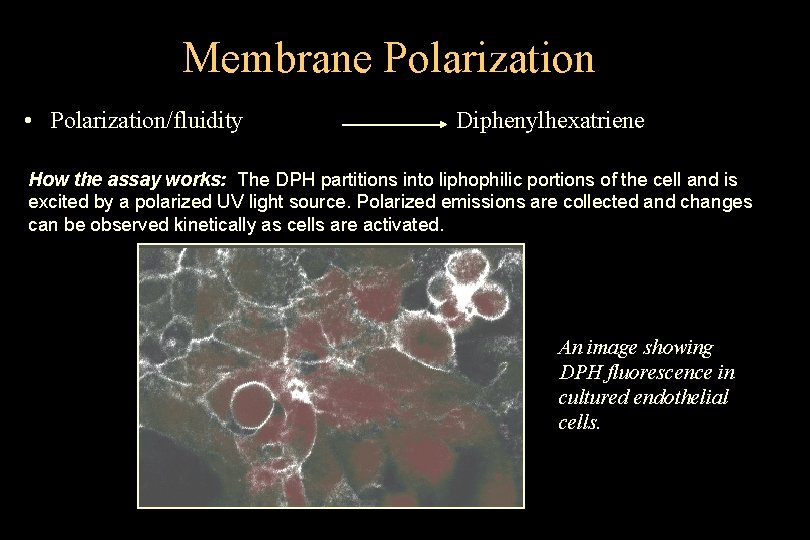 Membrane Polarization • Polarization/fluidity Diphenylhexatriene How the assay works: The DPH partitions into liphophilic