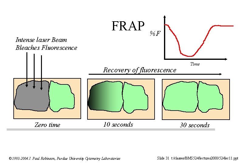 FRAP Intense laser Beam Bleaches Fluorescence %F Recovery of fluorescence Zero time 10 seconds