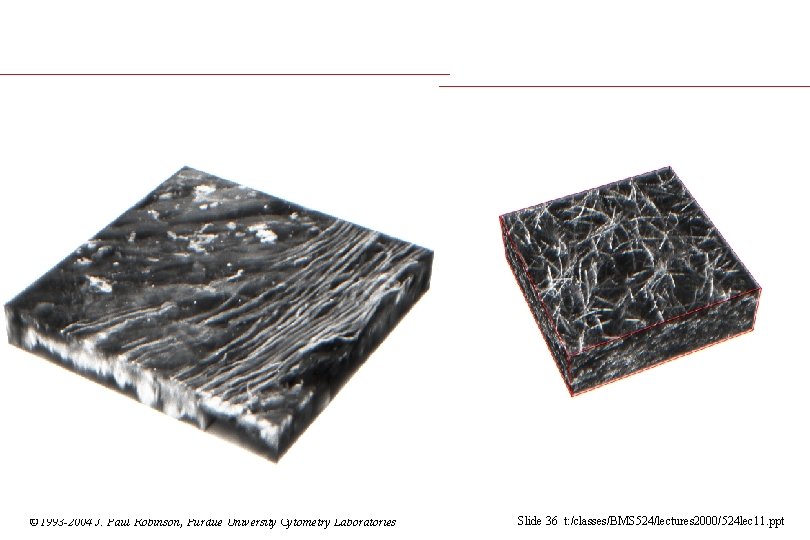 © 1993 -2004 J. Paul Robinson, Purdue University Cytometry Laboratories Slide 36 t: /classes/BMS