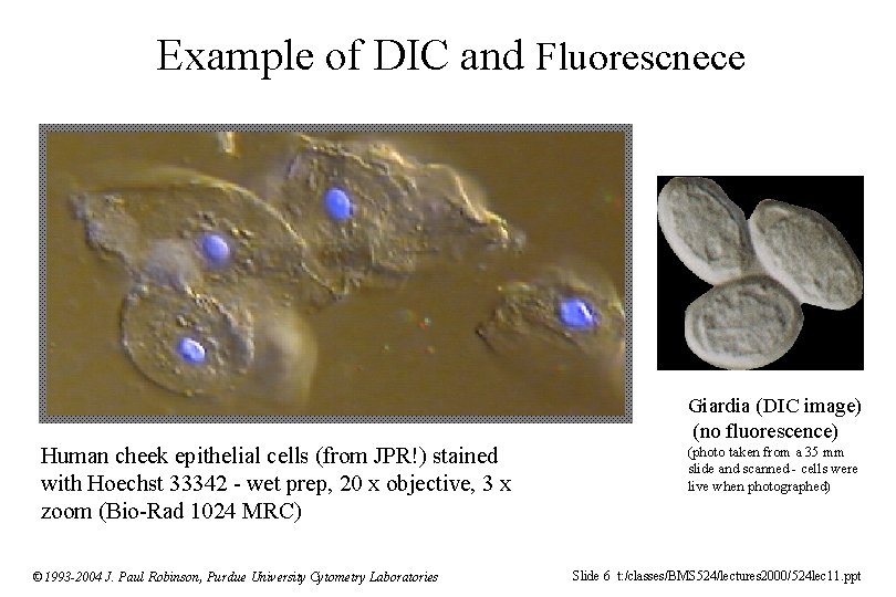 Example of DIC and Fluorescnece Giardia (DIC image) (no fluorescence) Human cheek epithelial cells