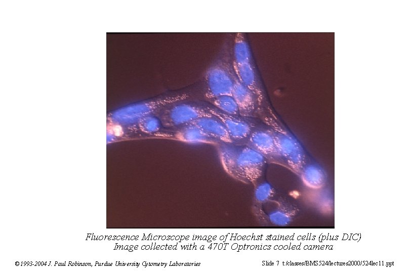 Fluorescence Microscope image of Hoechst stained cells (plus DIC) Image collected with a 470
