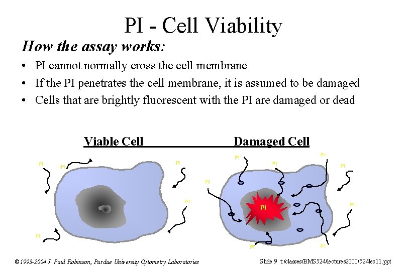 PI - Cell Viability How the assay works: • PI cannot normally cross the