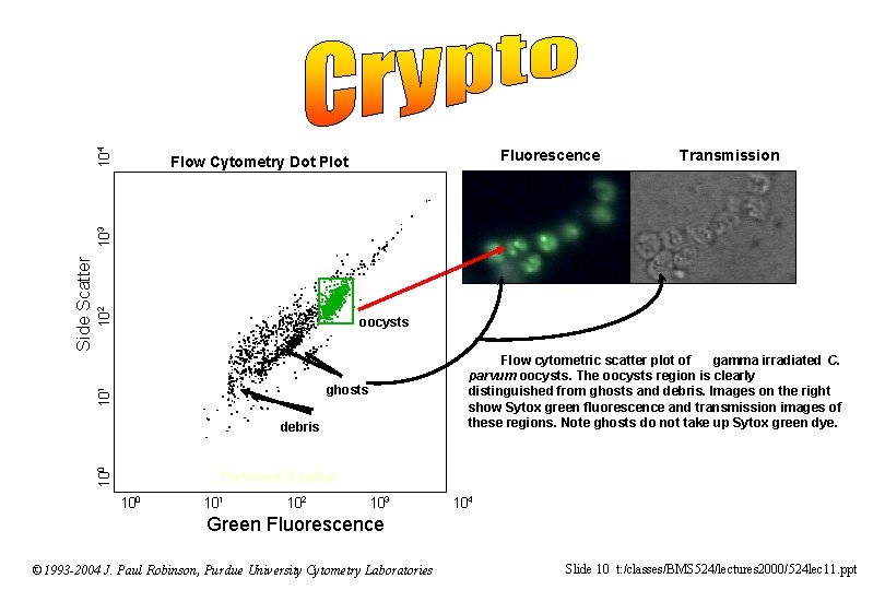 104 Fluorescence Transmission 102 oocysts Flow cytometric scatter plot of gamma irradiated C. parvum