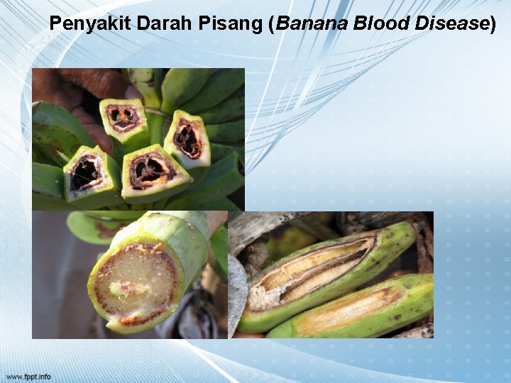 Penyakit Darah Pisang (Banana Blood Disease) 