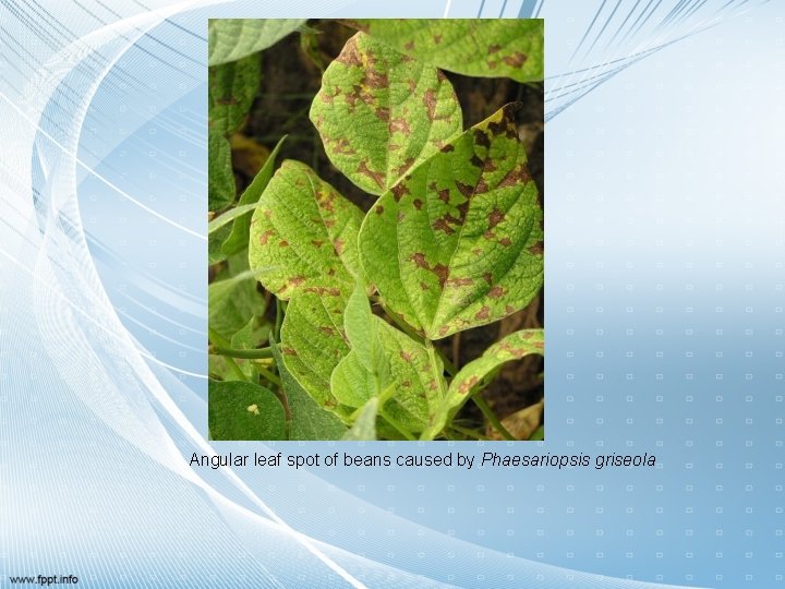 Angular leaf spot of beans caused by Phaesariopsis griseola 