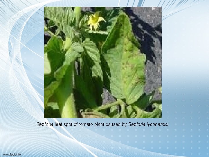 Septoria leaf spot of tomato plant caused by Septoria lycopersici 