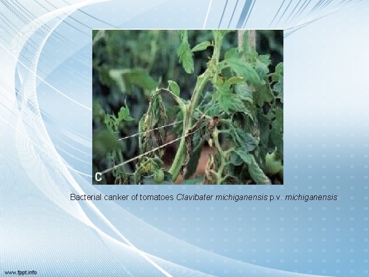 Bacterial canker of tomatoes Clavibater michiganensis p. v. michiganensis 