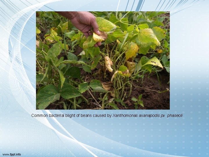 Common bacterial blight of beans caused by Xanthomonas axanapodis pv phaseoli 