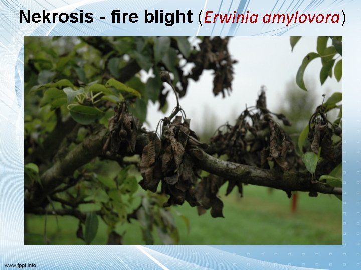 Nekrosis - fire blight (Erwinia amylovora) 
