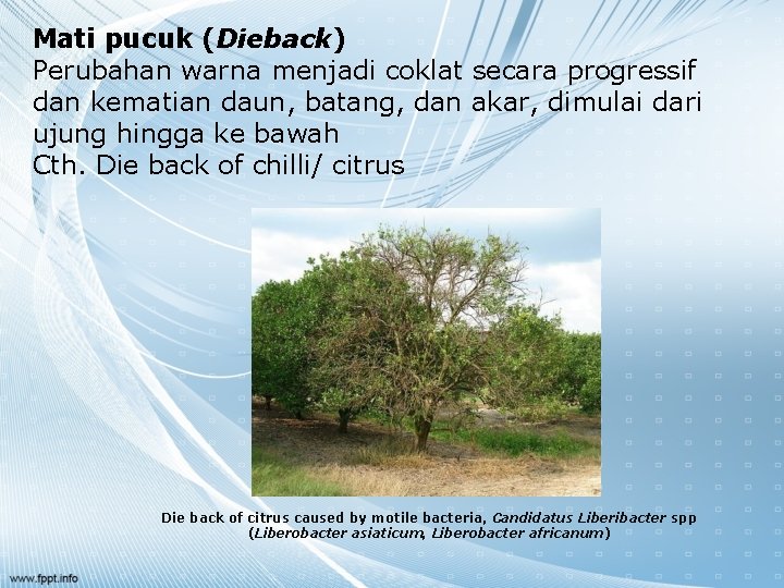 Mati pucuk (Dieback) Perubahan warna menjadi coklat secara progressif dan kematian daun, batang, dan