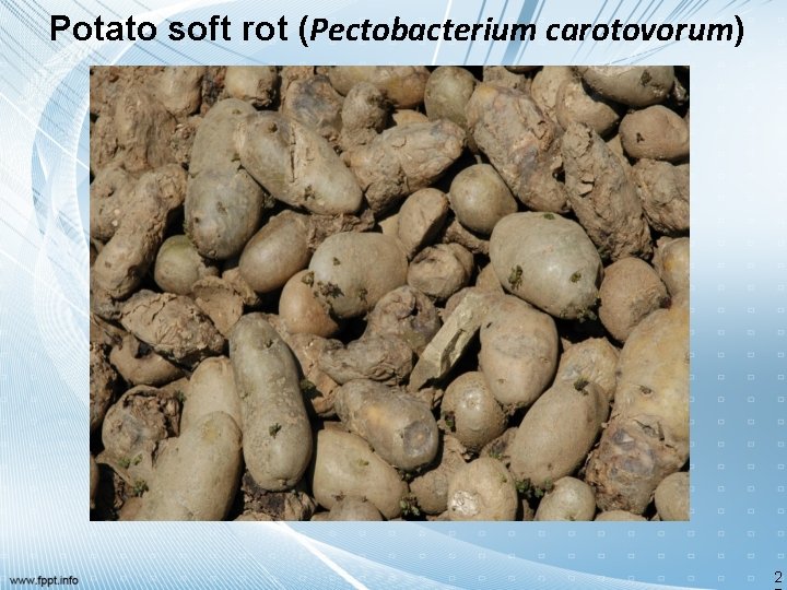 Potato soft rot (Pectobacterium carotovorum) 2 