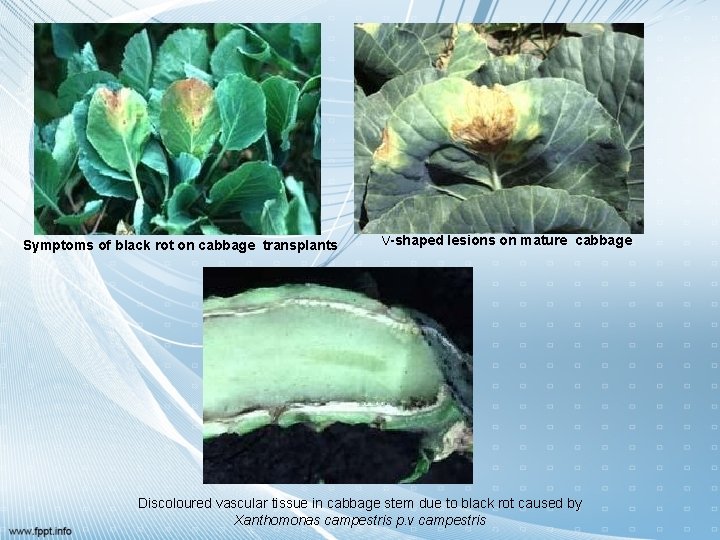 Symptoms of black rot on cabbage transplants V-shaped lesions on mature cabbage Discoloured vascular