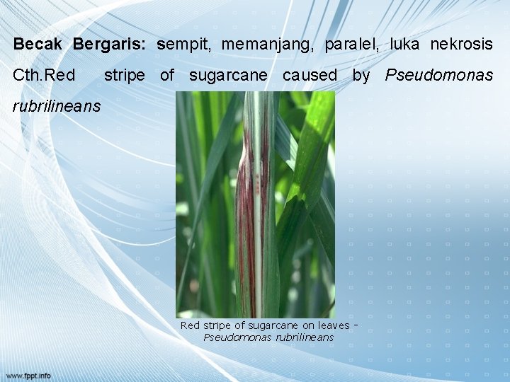Becak Bergaris: sempit, memanjang, paralel, luka nekrosis Cth. Red stripe of sugarcane caused by