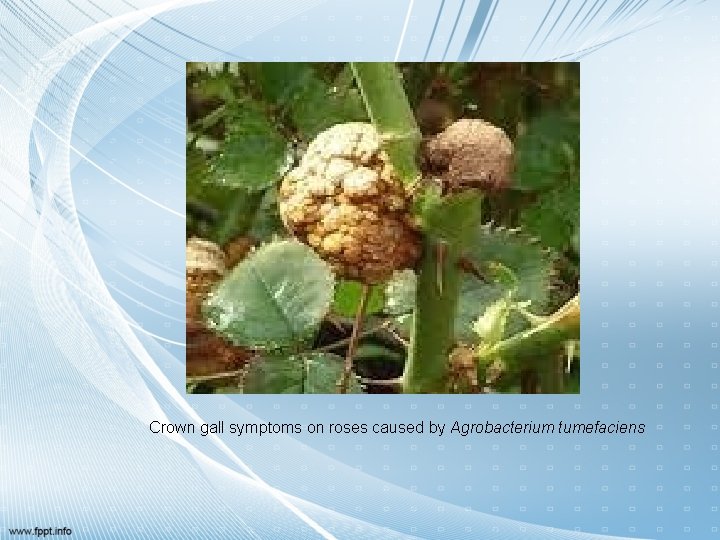 Crown gall symptoms on roses caused by Agrobacterium tumefaciens 