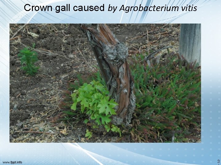 Crown gall caused by Agrobacterium vitis 3 
