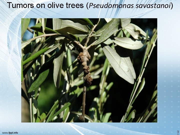 Tumors on olive trees (Pseudomonas savastanoi) 3 