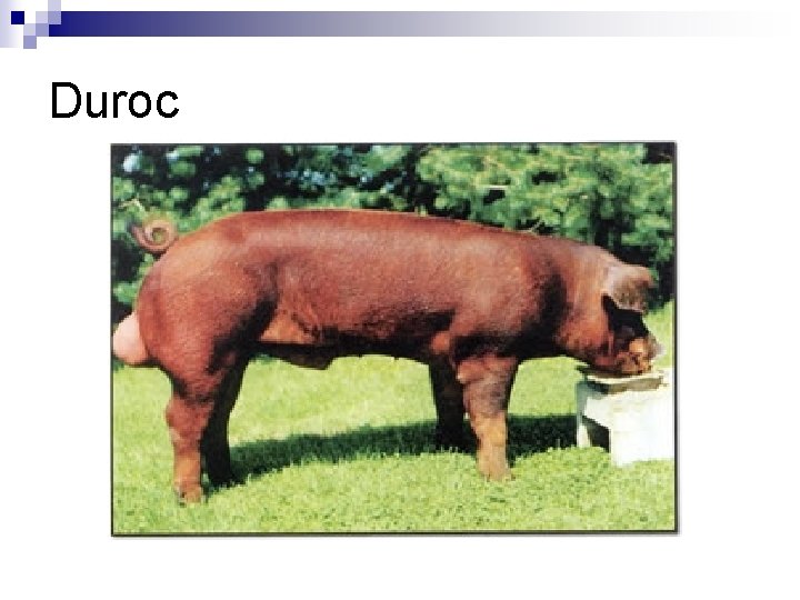 Duroc 