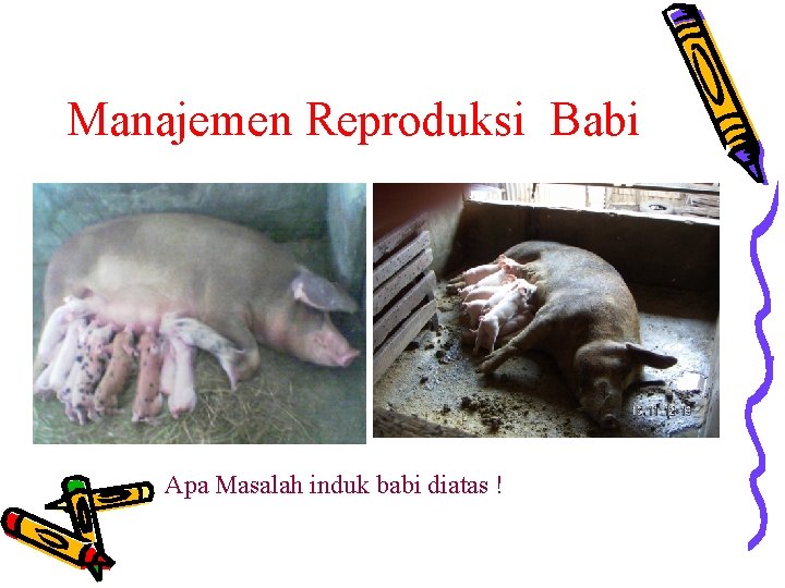 Manajemen Reproduksi Babi Apa Masalah induk babi diatas ! 