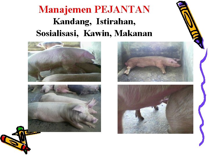 Manajemen PEJANTAN Kandang, Istirahan, Sosialisasi, Kawin, Makanan 