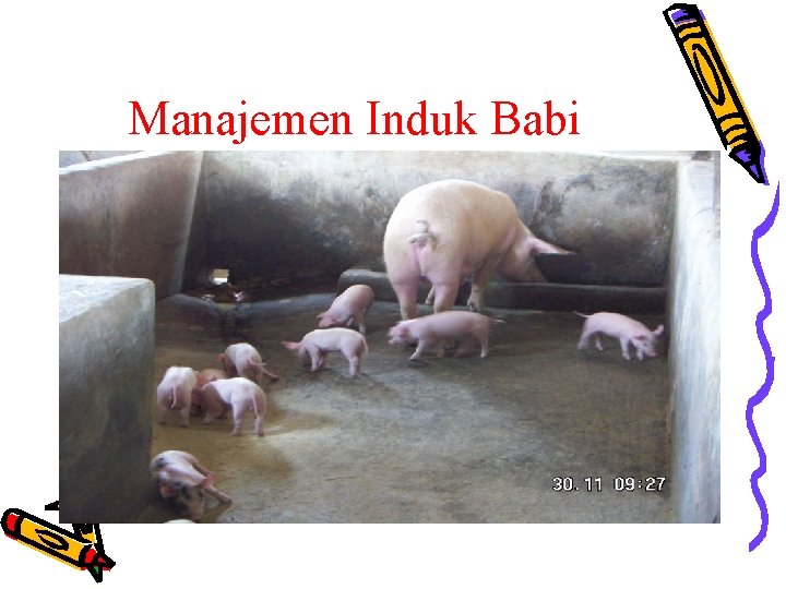 Manajemen Induk Babi 